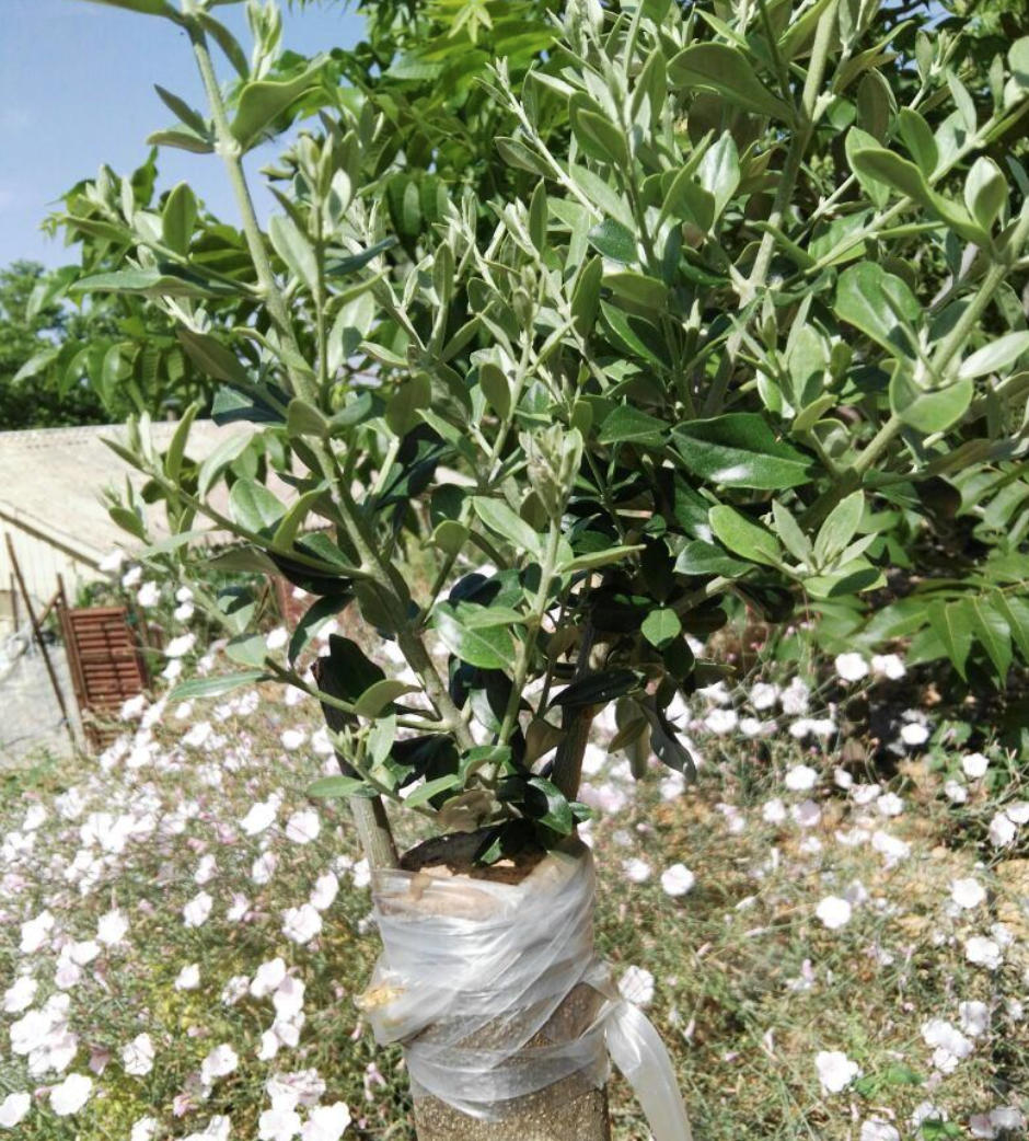 THOUGHTS ON PASSOVER | GRAFTED IN