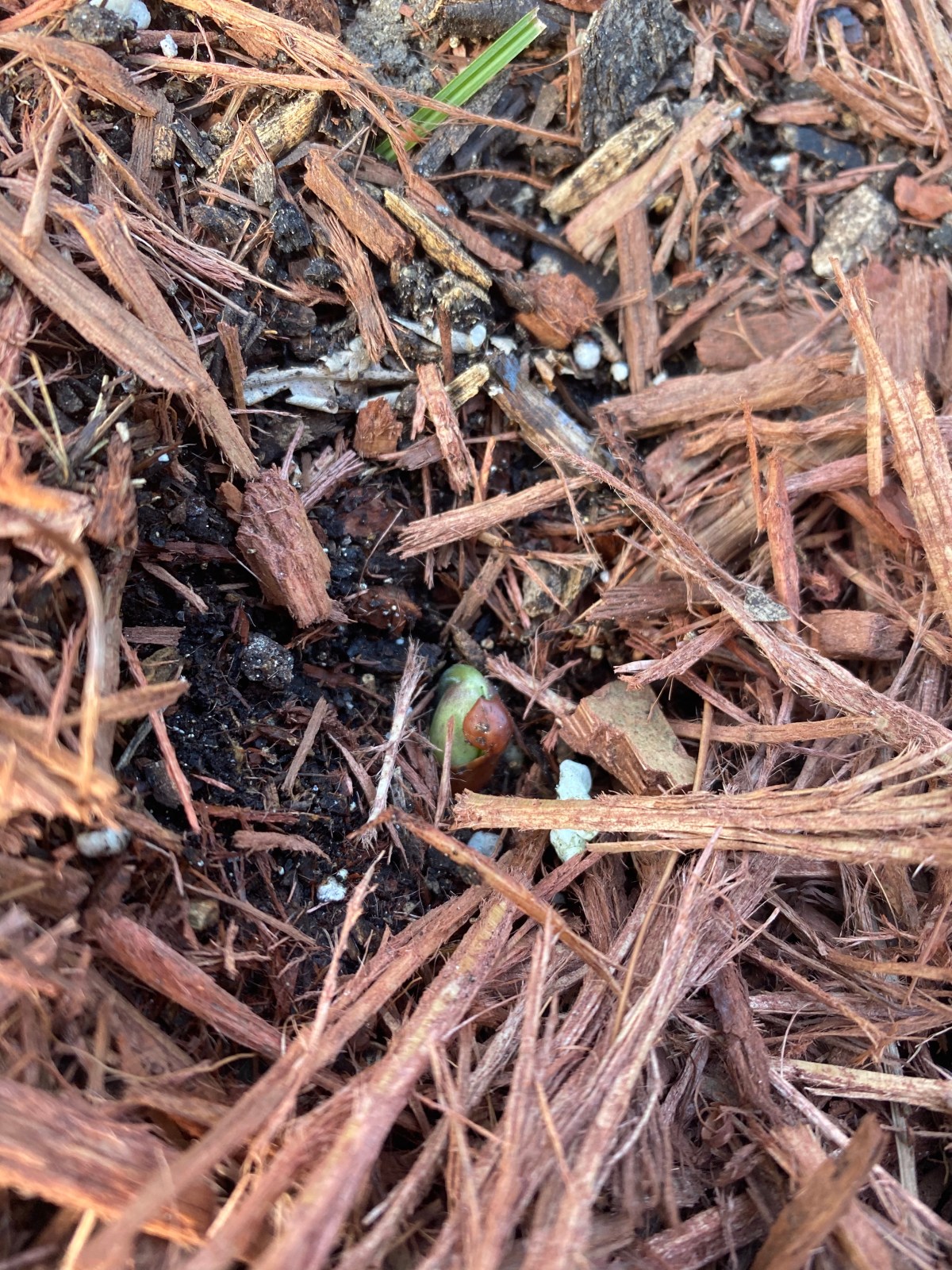 THOUGHTS ON FIRST-FRUITS