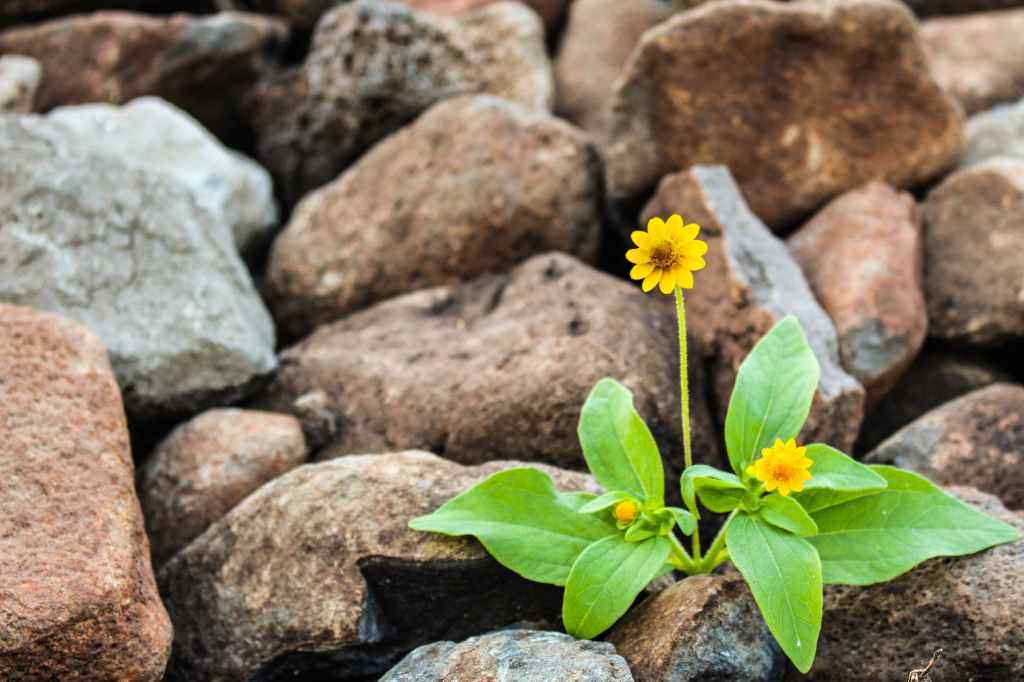 ON SUFFERING
